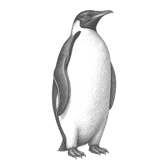 The Penguin, a correction of 2012